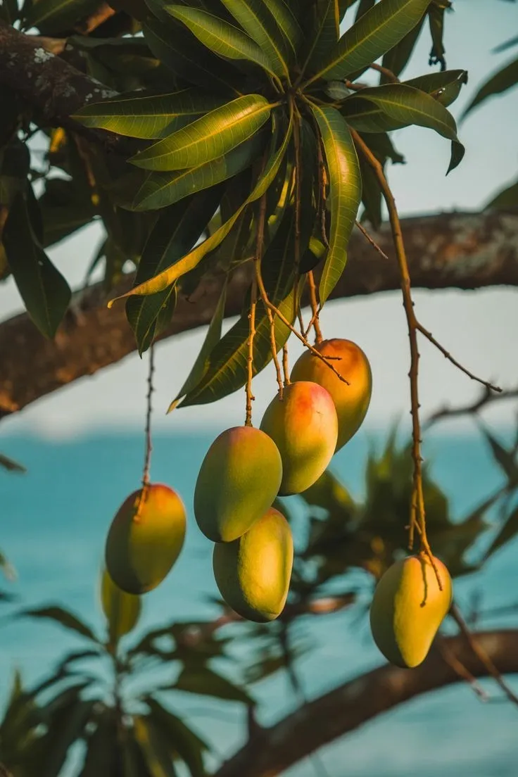 Ripe mangoes hanging over the sea