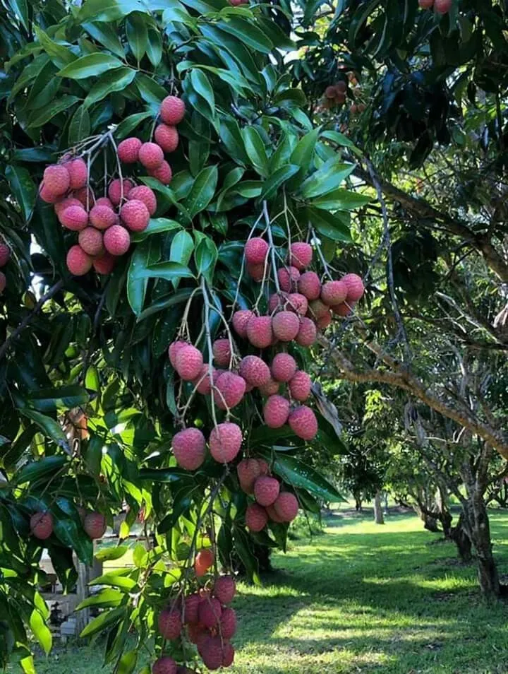 A heavy cluster of ripe lychees hanging from a tree