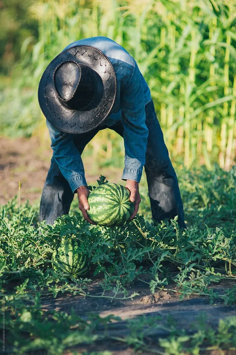 A farmer picking a watermelon in a sunlit field