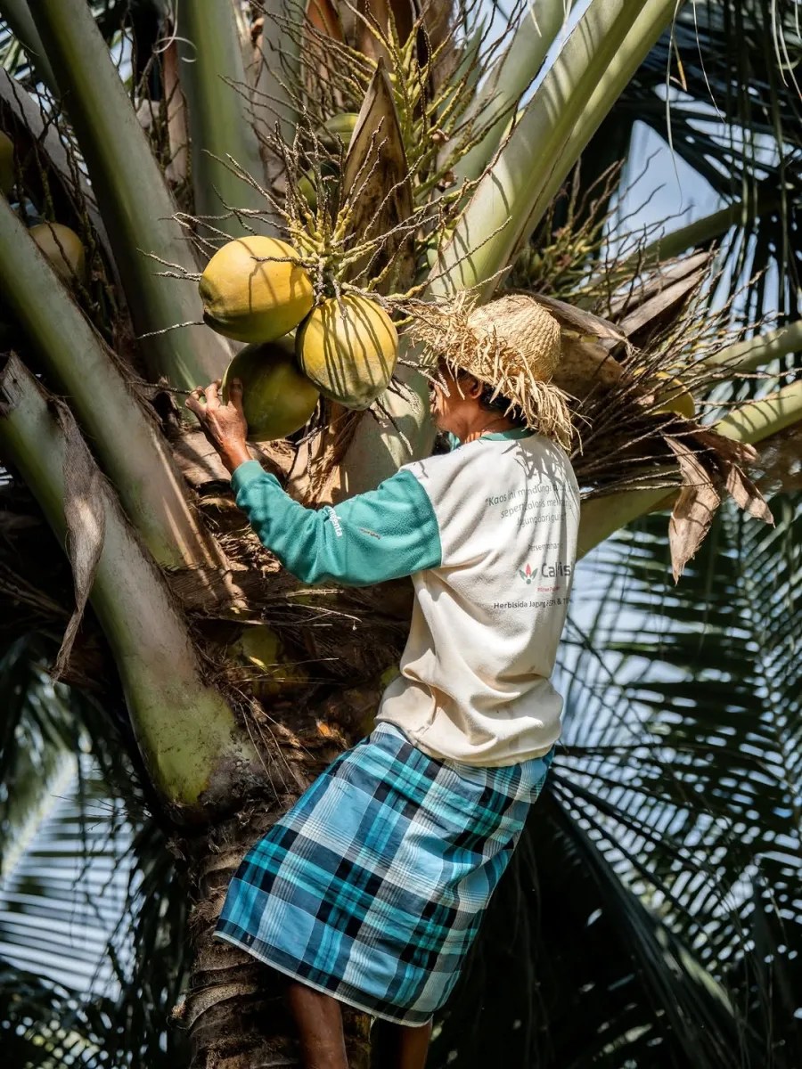 A farmer climbing a palm to harvest green coconuts
