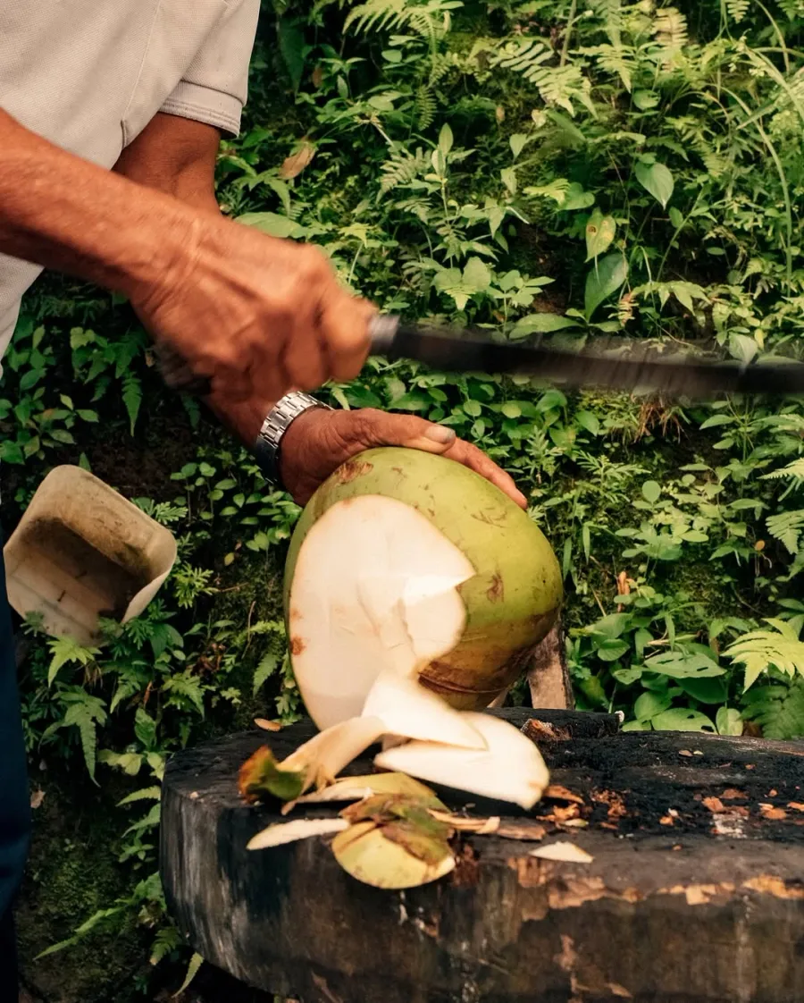 A green coconut being cracked open with a machete